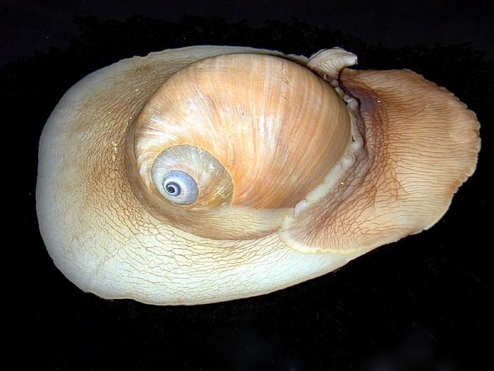snail bore