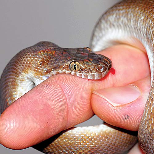 snakebite