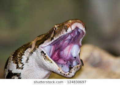snakemouth
