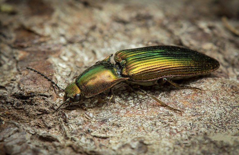 snapping beetle