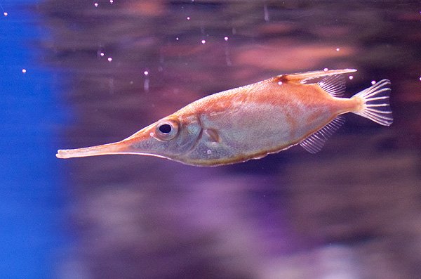 snipefish