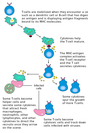 t-lymphocyte
