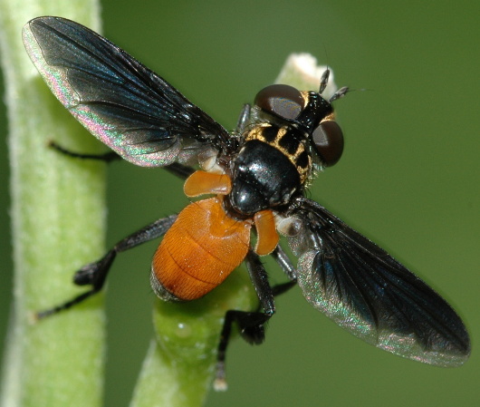 tachina fly