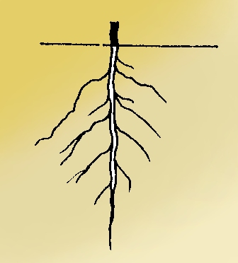 tap-root