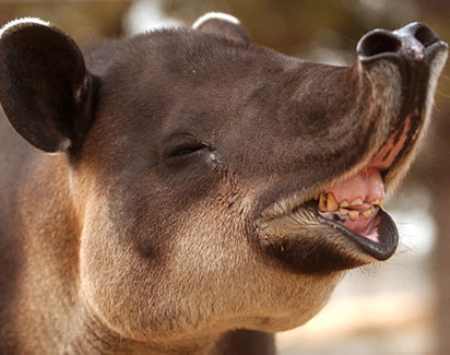 tapir mouth