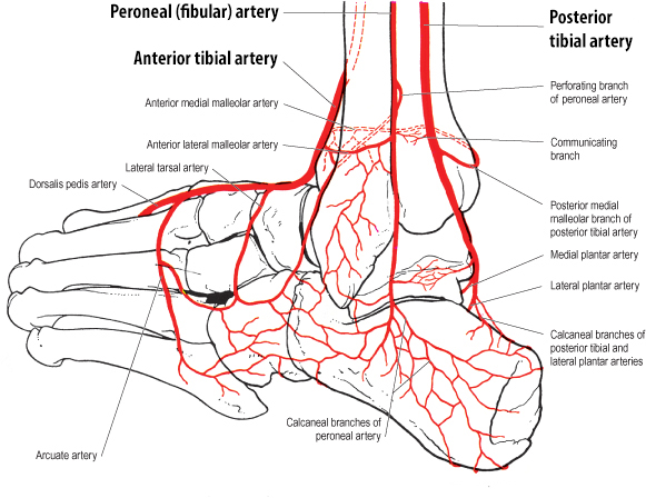 tarsal artery