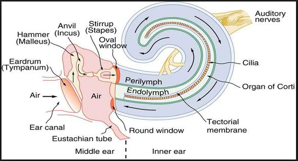 tectorial membrane of cochlear duct
