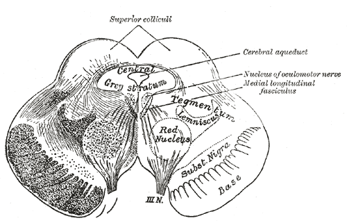 tegmental nucleus