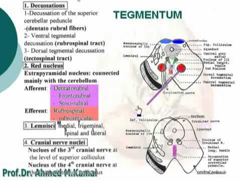 tegmentum