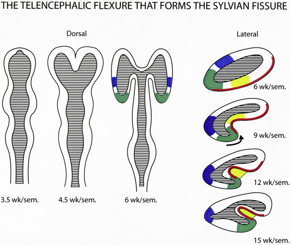telencephalic flexure