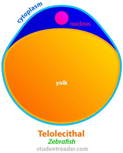 telolecithal