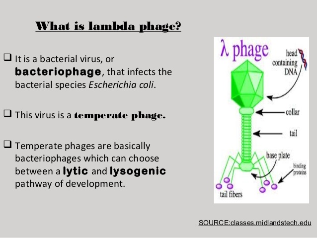 temperate bacteriophage
