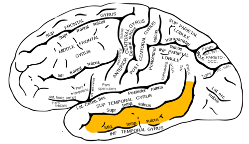 temporal gyrus