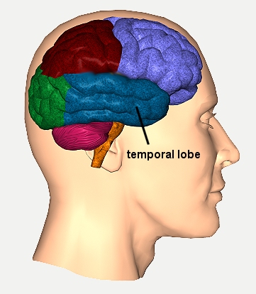 temporal lobe