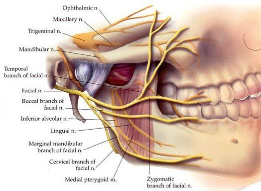temporomandibular nerve