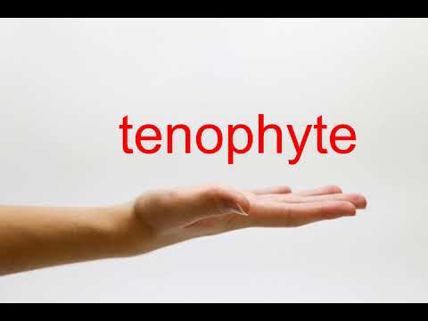 tenophyte