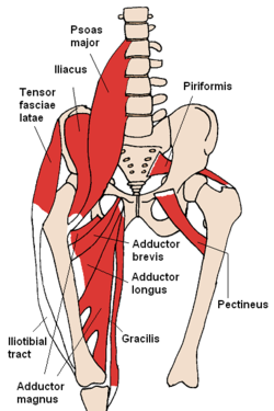 tensor muscle of broad fascia