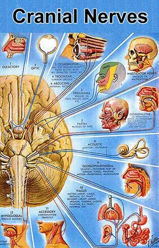 tenth cranial nerve