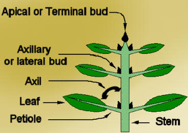 terminal bud