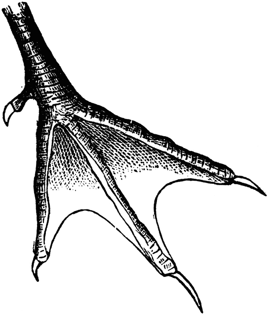 tern foot
