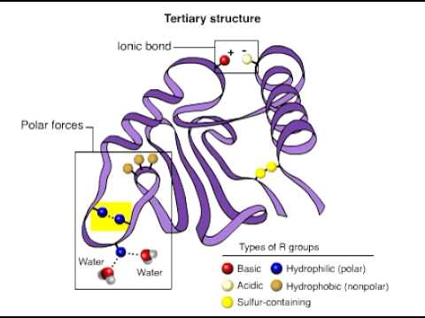 tertiary structure