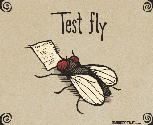 test-fly
