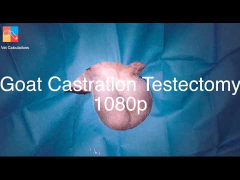testectomy