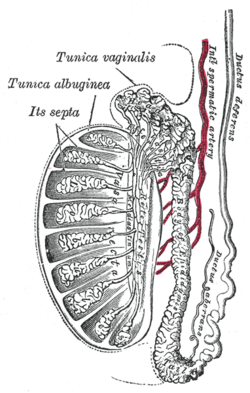 testicular artery