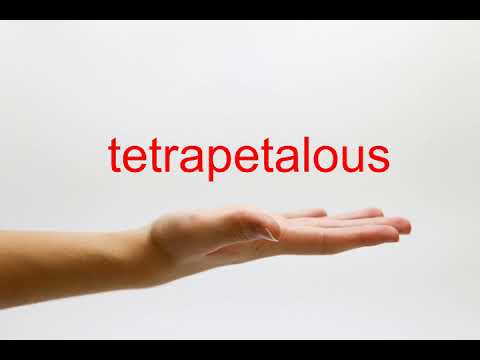 tetrapetalous