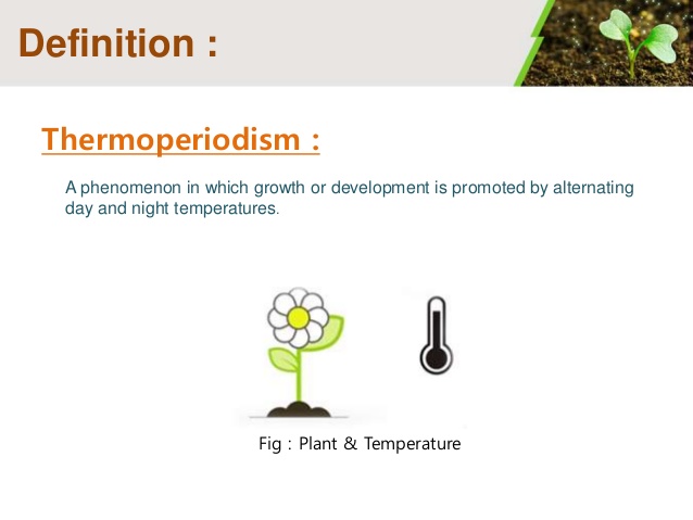 thermoperiodism