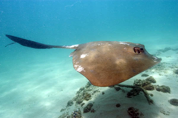 thick-tailed ray