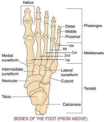 third cuneiform bone