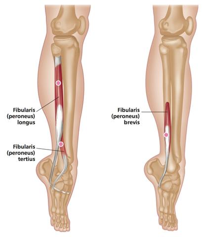third peroneal muscle