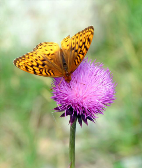 thistle butterfly