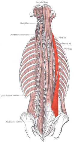 thoracic iliocostal muscle