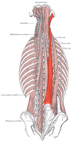 thoracic longissimus muscle