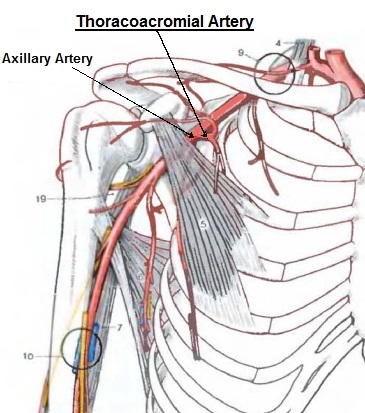 thoracoacromial artery