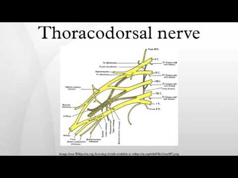 thoracodorsal nerve