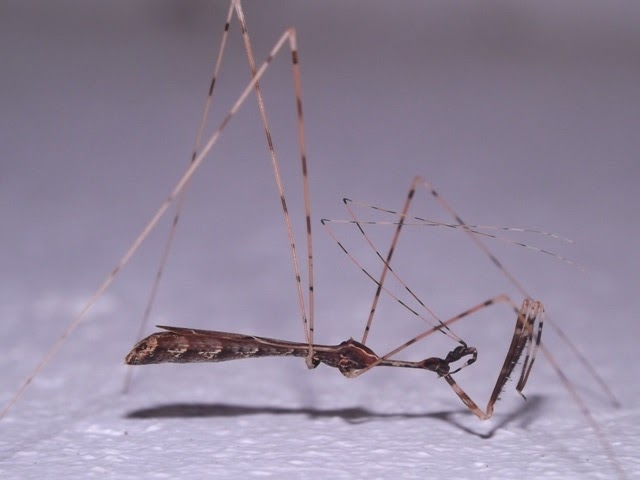 thread-legged bug