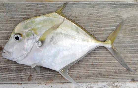 threadfish