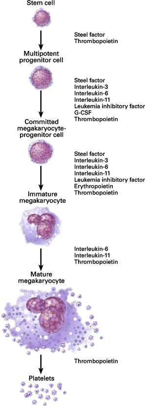 thrombopoietin