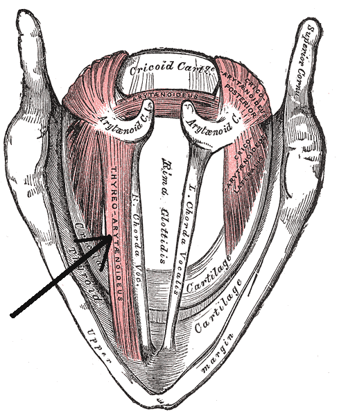 thyroarytenoid muscle