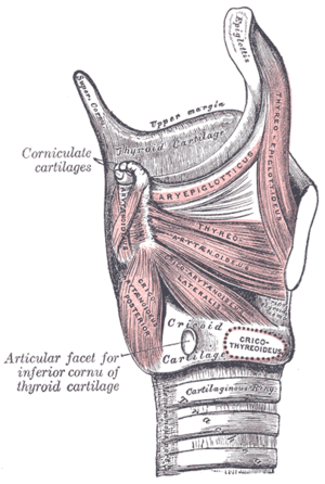 thyroepiglottic muscle