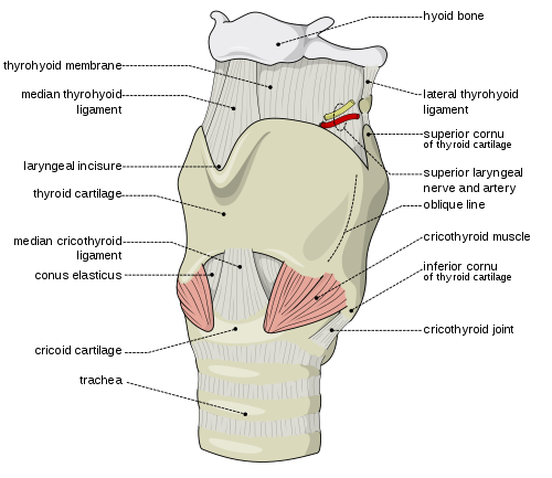 thyrohyoid membrane