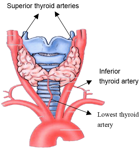 thyroid artery