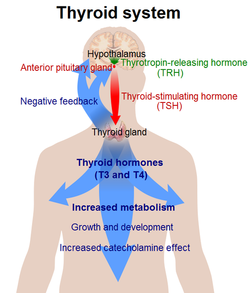 thyroid hormone