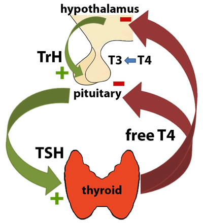 thyroid stimulating hormone