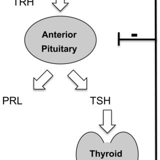 thyrotropin-releasing hormone