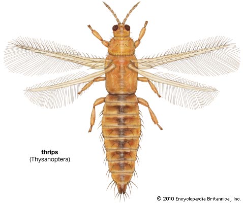 thysanopteron