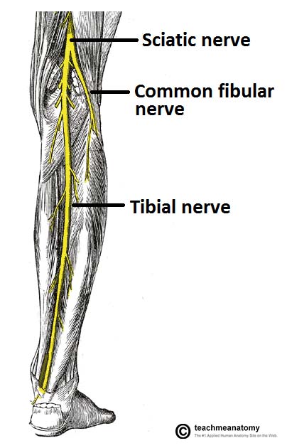tibial nerve